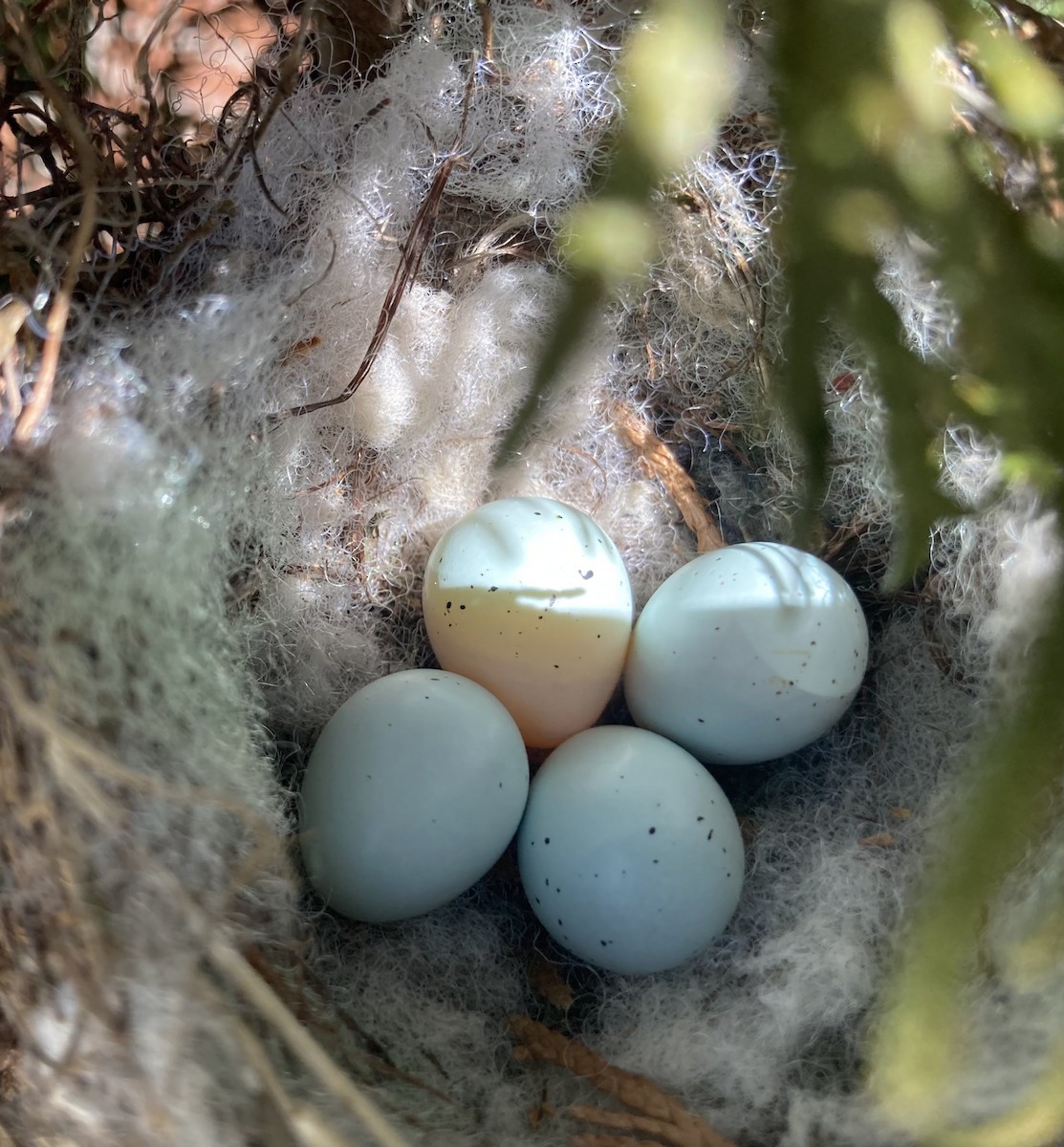 House Finch - ML616671084