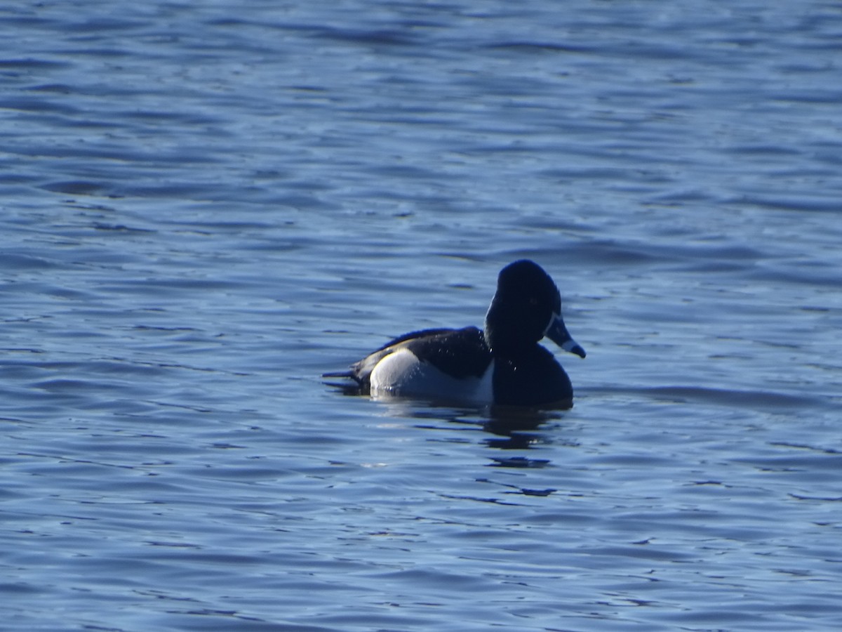 Ring-necked Duck - ML616671086