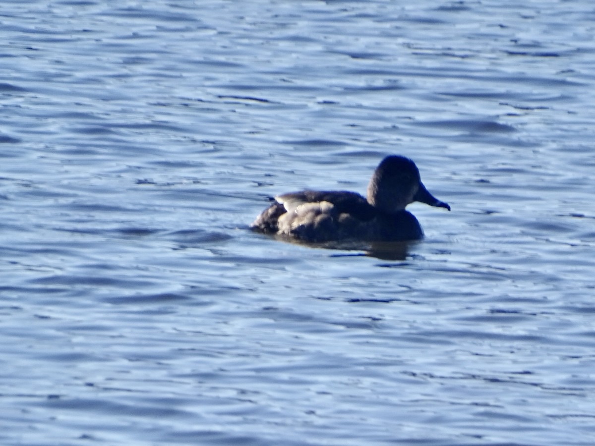 Ring-necked Duck - ML616671087