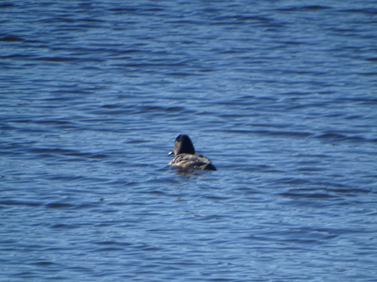 Ring-necked Duck - ML616671089