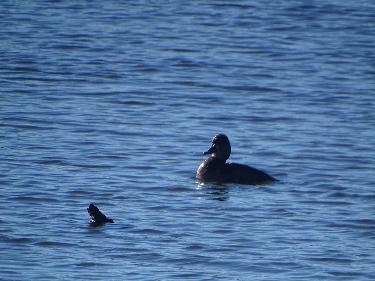 Ring-necked Duck - ML616671090