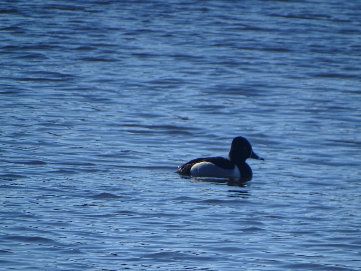 Ring-necked Duck - ML616671091