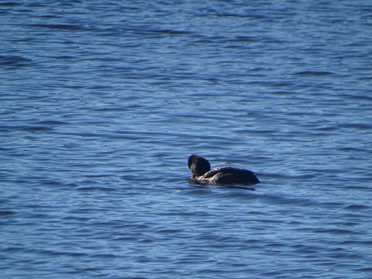 Ring-necked Duck - ML616671095