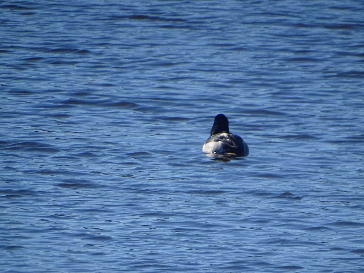 Ring-necked Duck - ML616671096