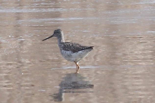 Greater Yellowlegs - ML616671131