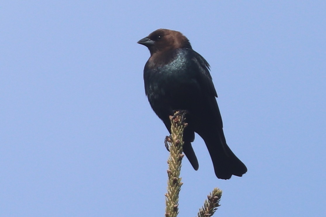 Brown-headed Cowbird - ML616671154