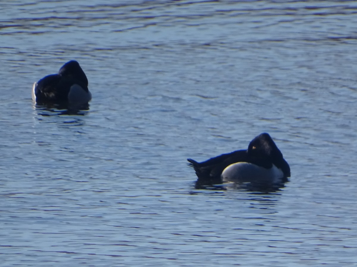 Ring-necked Duck - ML616671155