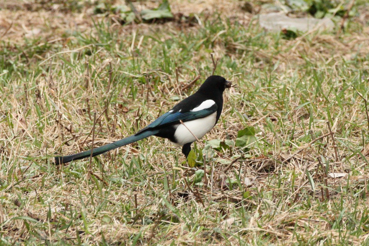 Eurasian Magpie (Eurasian) - ML616671184