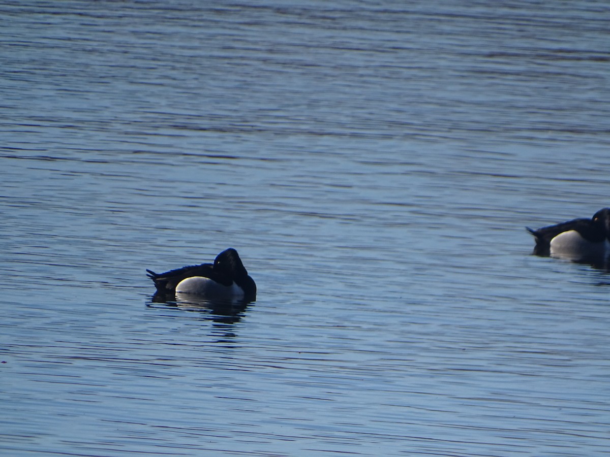 Ring-necked Duck - ML616671213