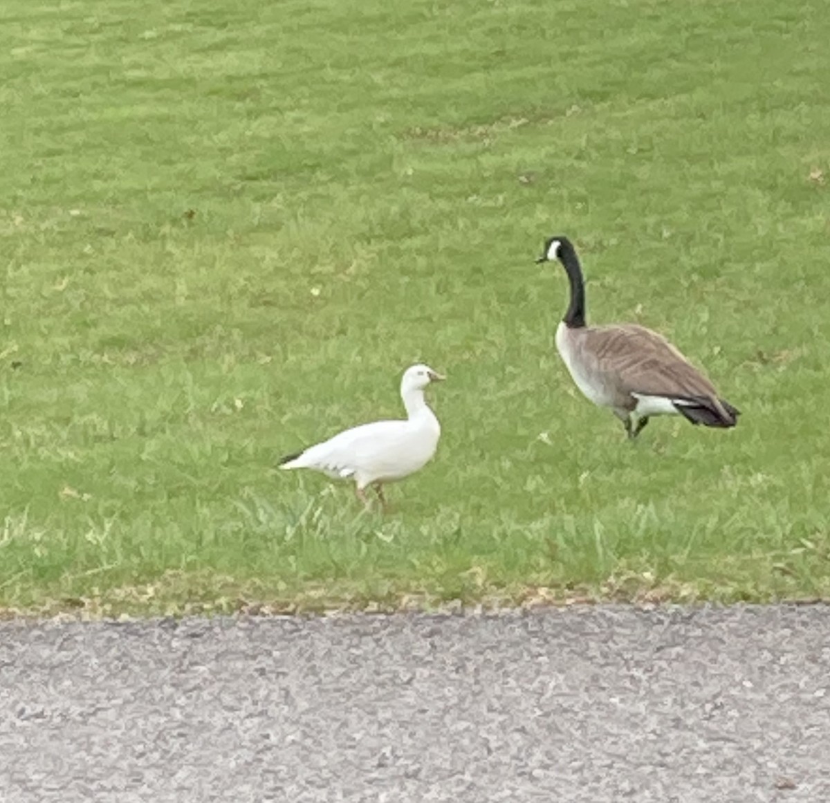 Ross's Goose - ML616671257