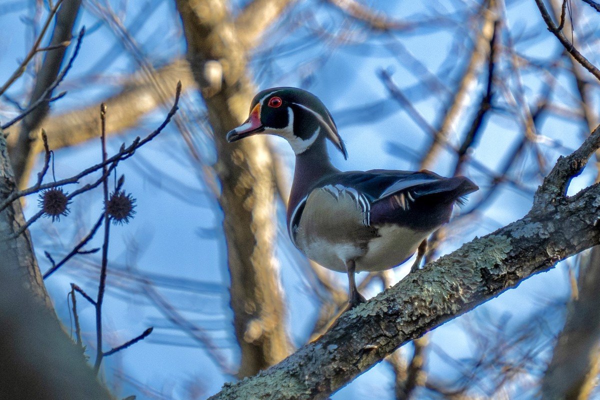 Wood Duck - ML616671259