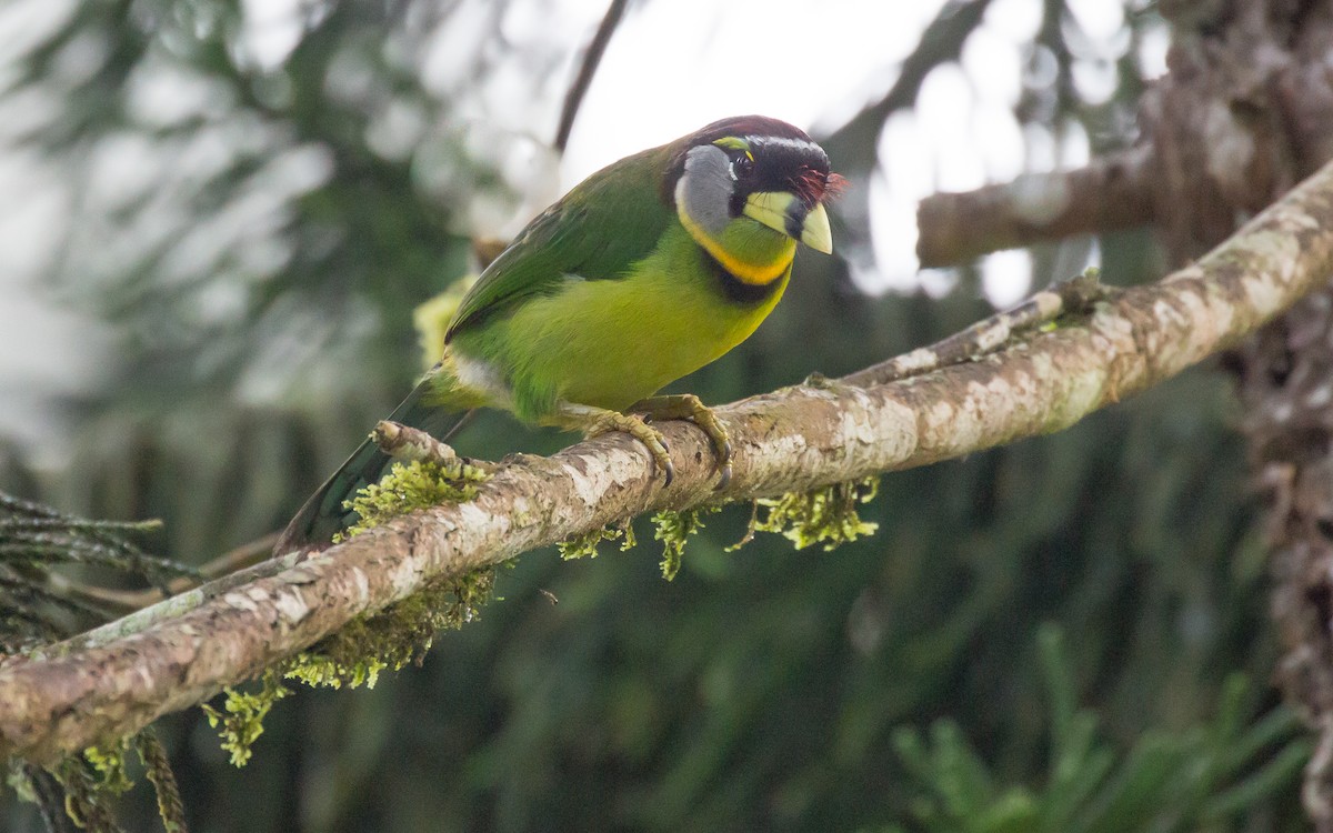 Fire-tufted Barbet - ML616671268