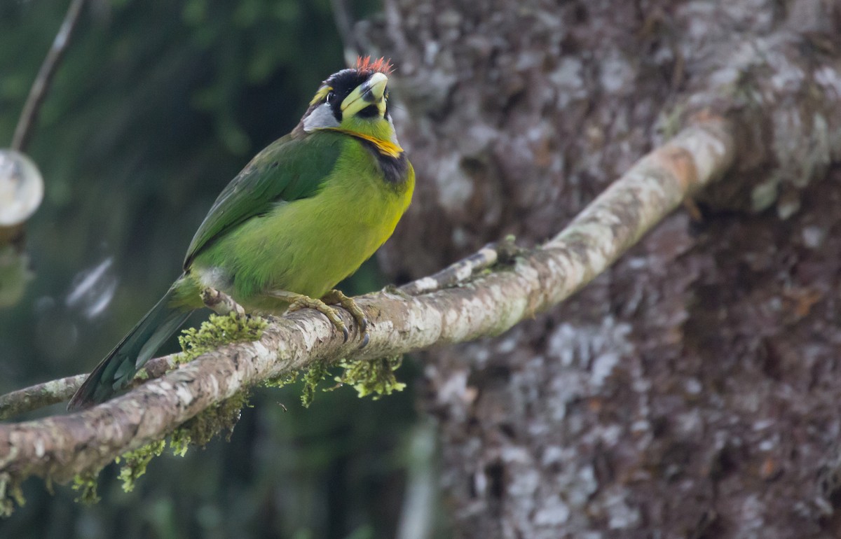 Fire-tufted Barbet - ML616671269