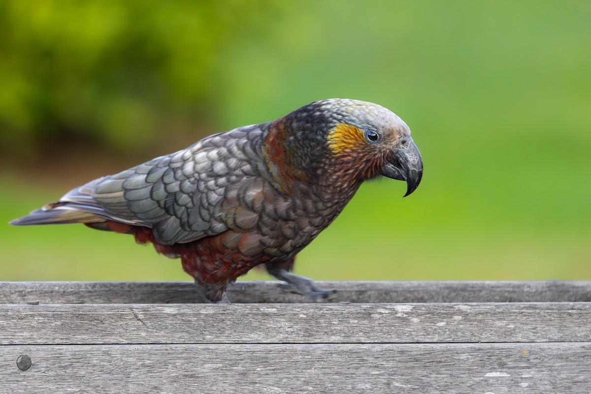 New Zealand Kaka - ML616671282