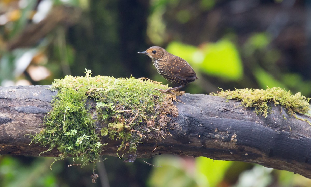 Pygmy Cupwing - Brian Small