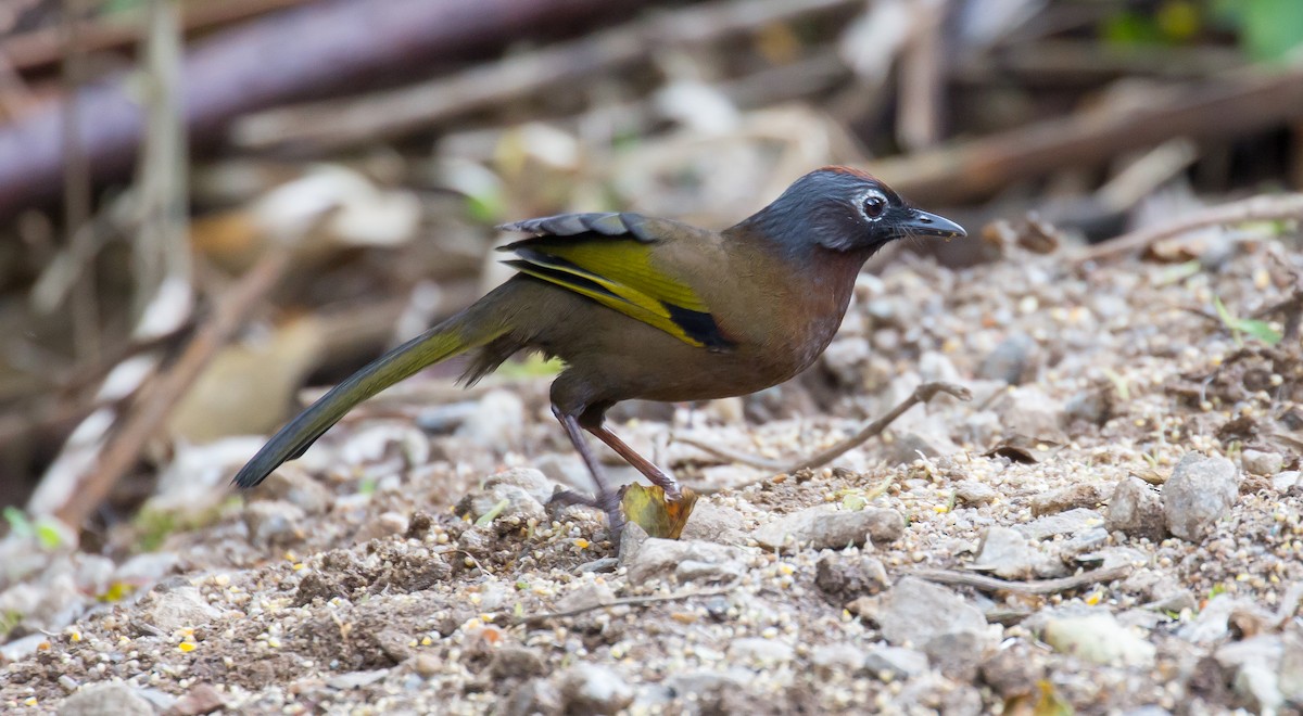 Malayan Laughingthrush - Brian Small