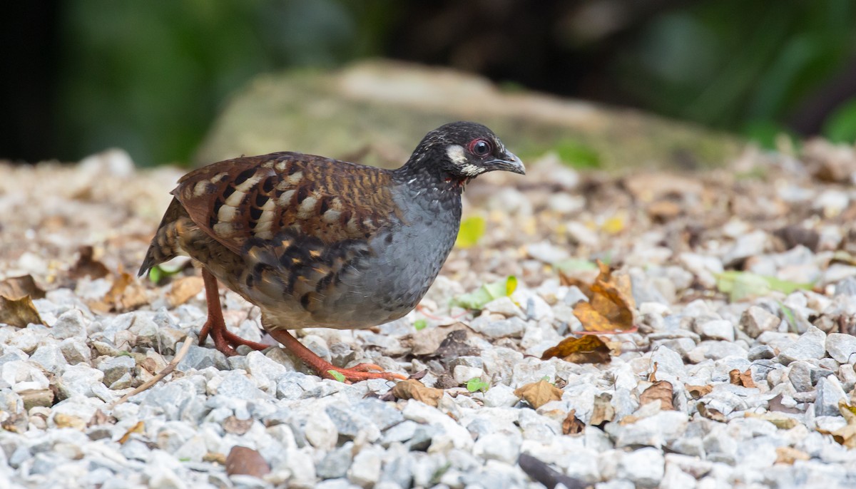 Malayan Partridge - Brian Small