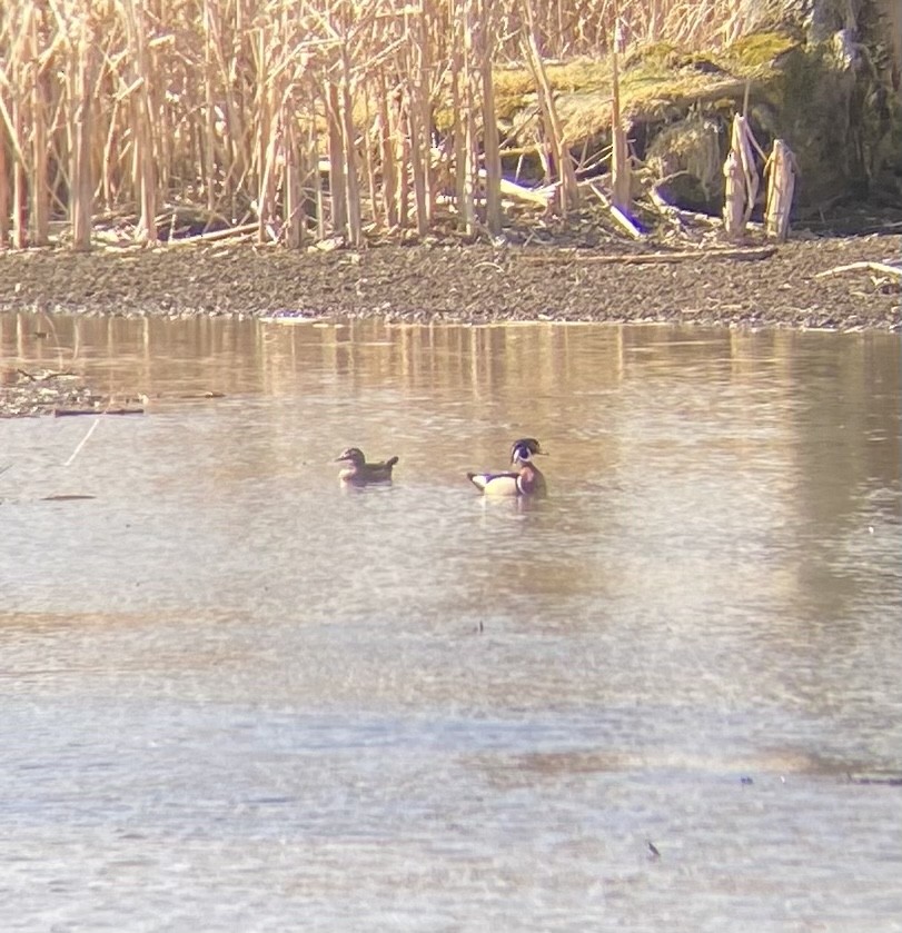 Wood Duck - ML616671398