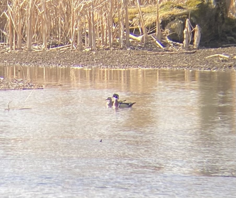 Wood Duck - ML616671400