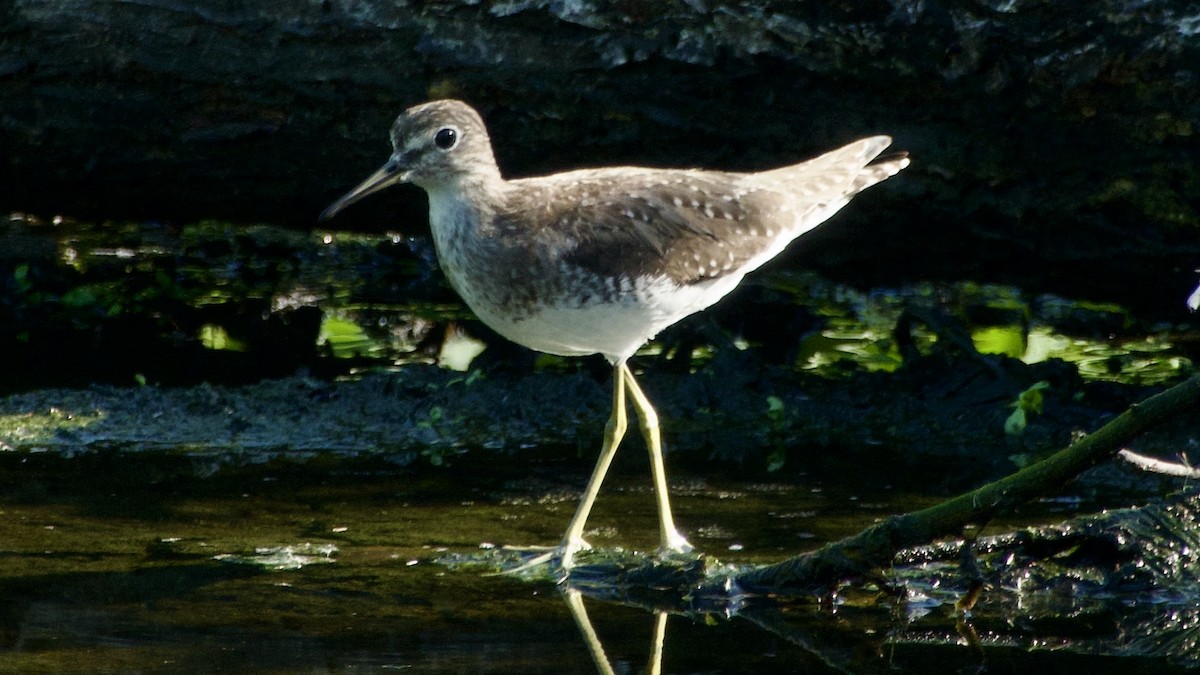 Solitary Sandpiper - Jan Ekkers