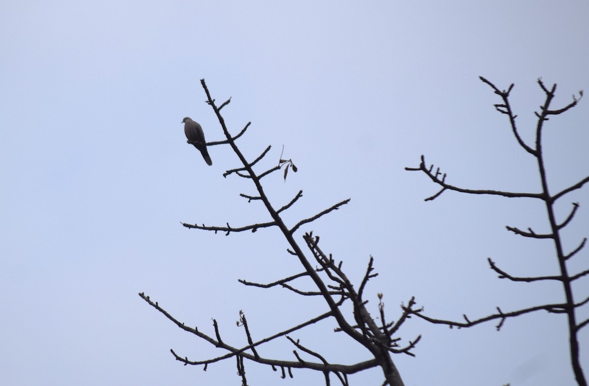 Eurasian Collared-Dove - ML616671490