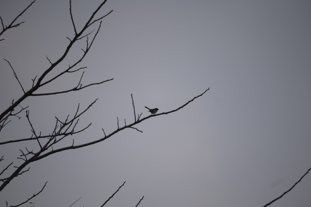 Oriental Magpie-Robin - ML616671506