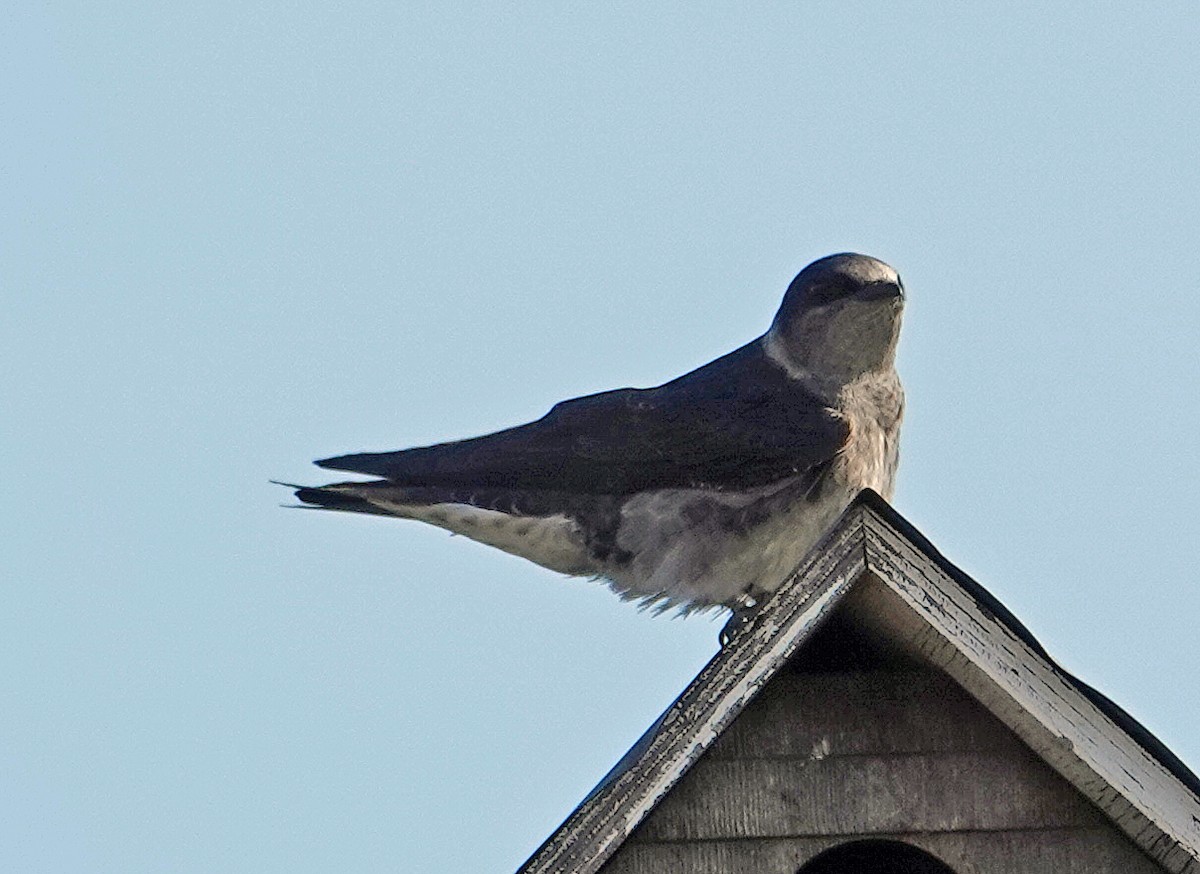 Purple Martin - ML616671519