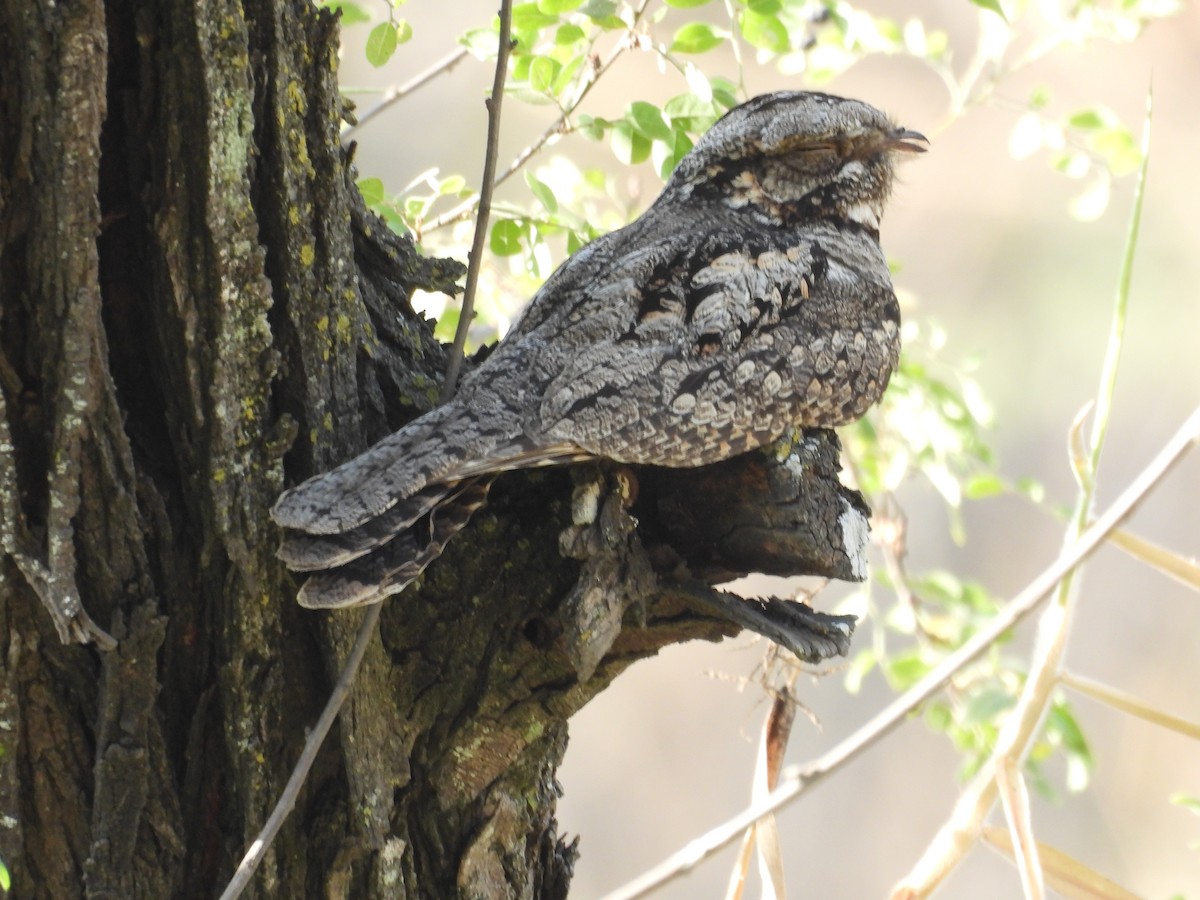 Jungle Nightjar - ML616671578