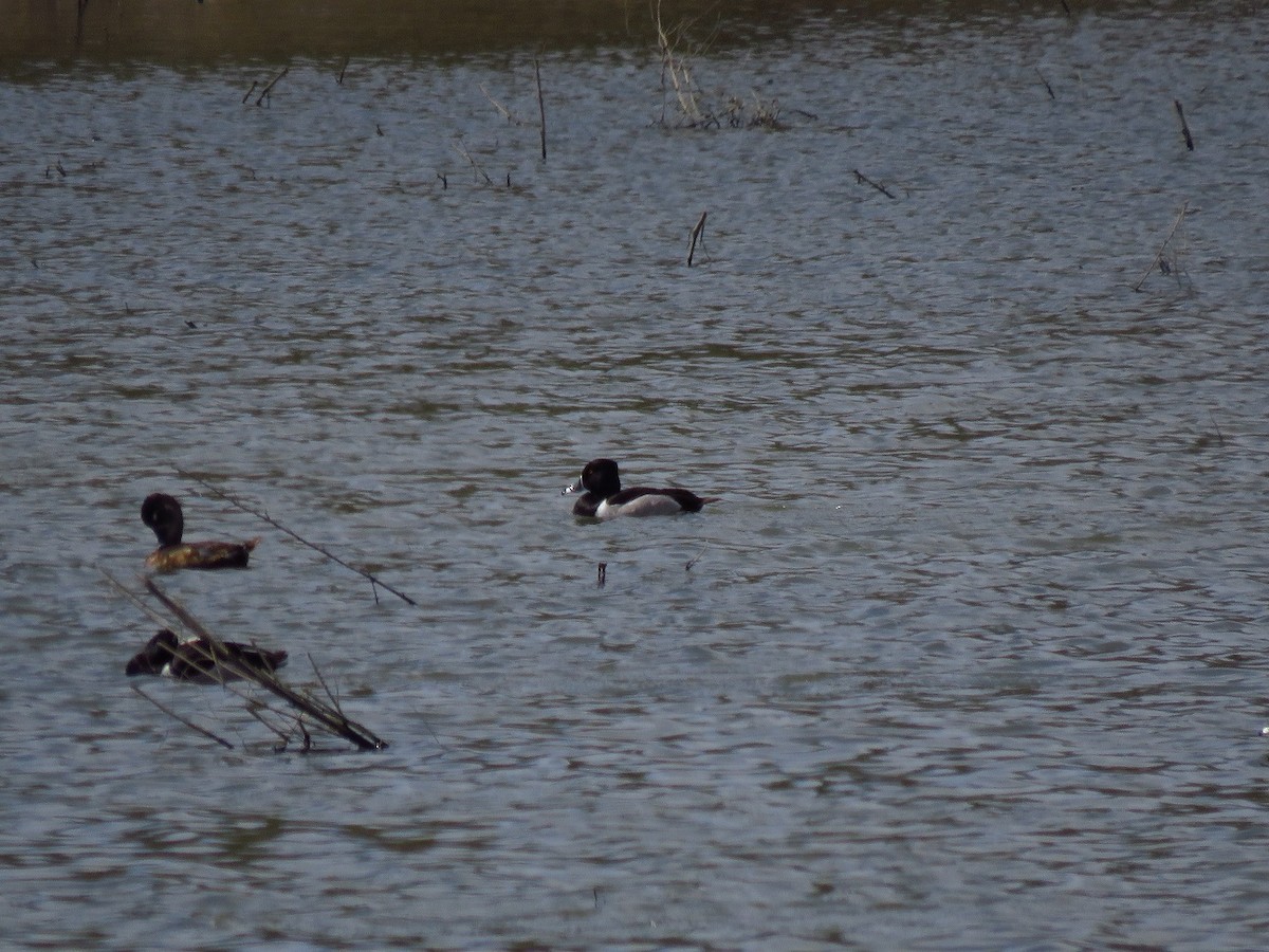 Ring-necked Duck - ML616671599