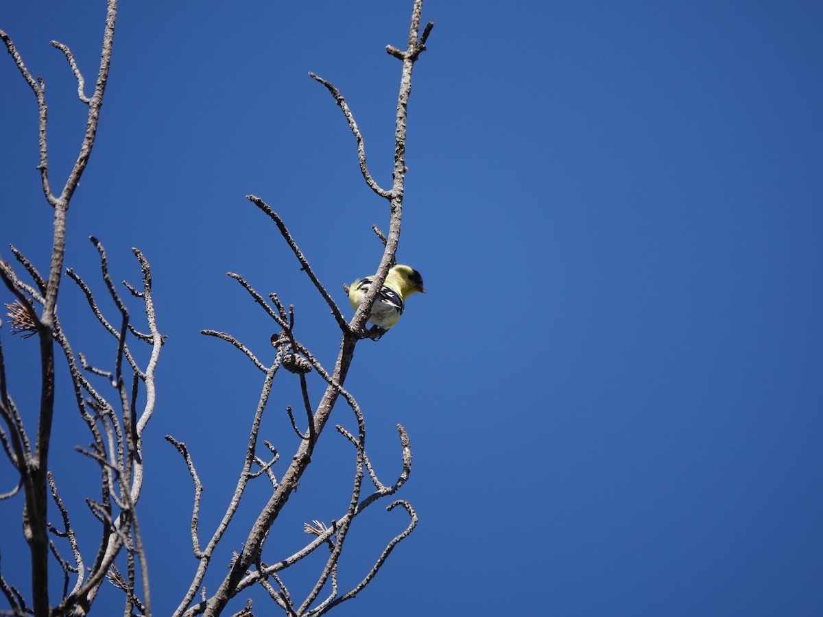 American Goldfinch - L&J Meyer