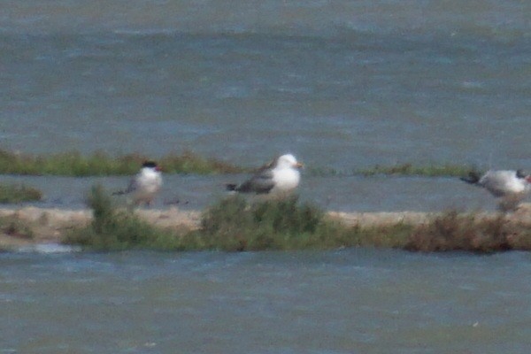 Lesser Black-backed Gull - ML616671720