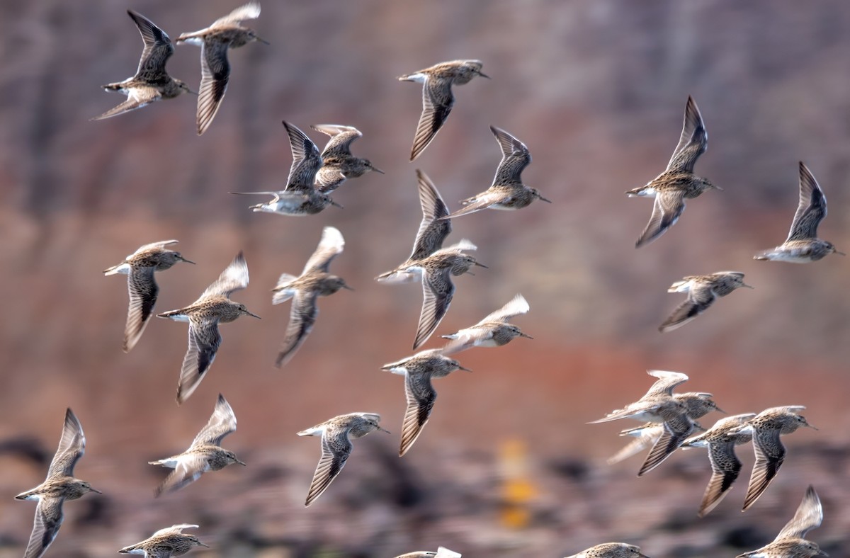 Pectoral Sandpiper - Gale VerHague
