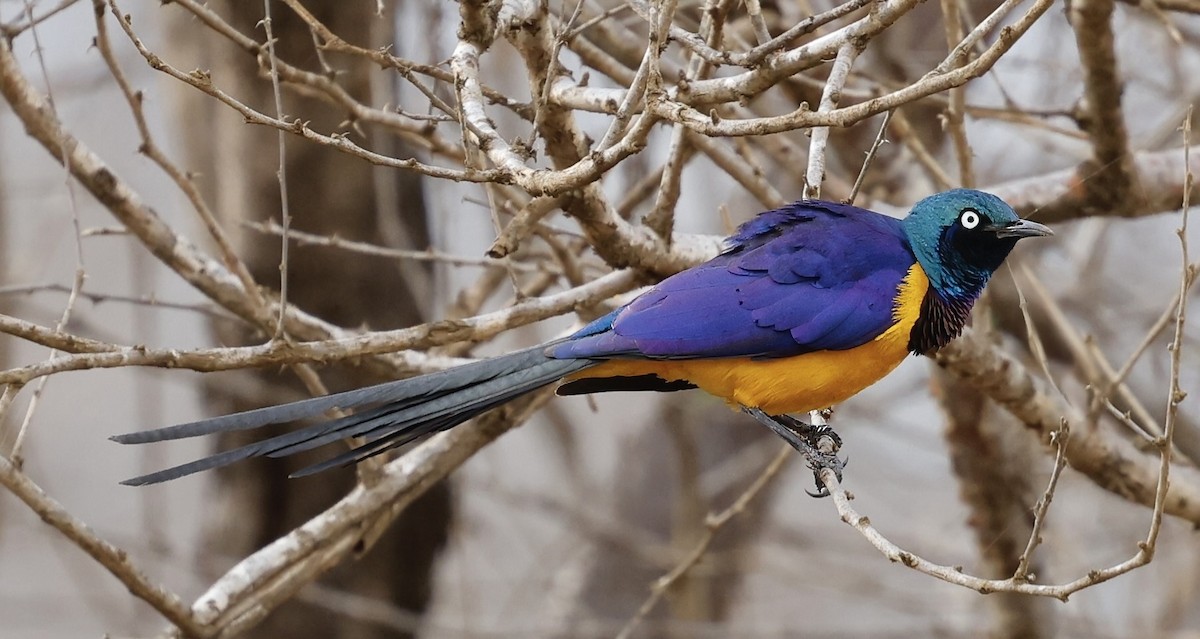 Golden-breasted Starling - ML616671835