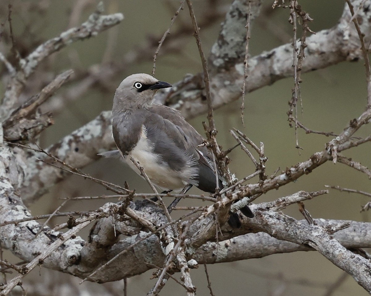 Fischer's Starling - ML616671848