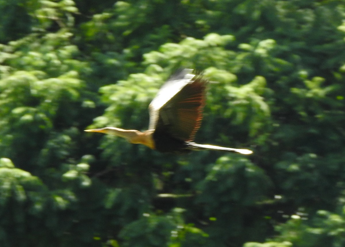 Anhinga - Carlos Otávio Gussoni