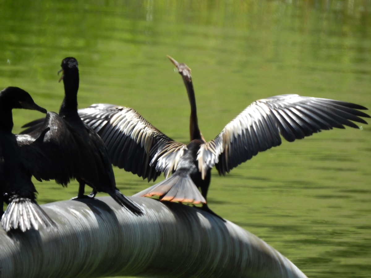 Anhinga - Carlos Otávio Gussoni