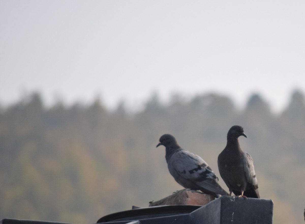 Rock Pigeon (Feral Pigeon) - Rabin Gautam