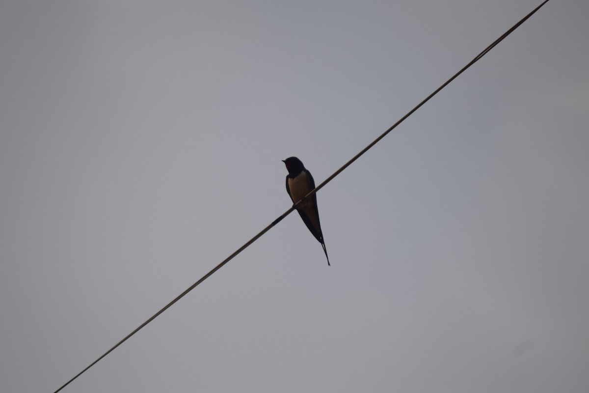 Barn Swallow - ML616671901
