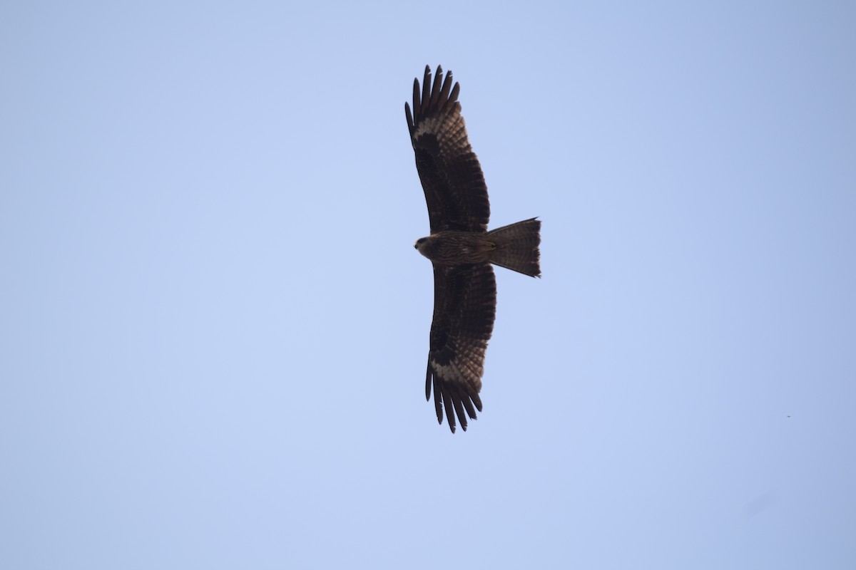 Black Kite - ML616671913