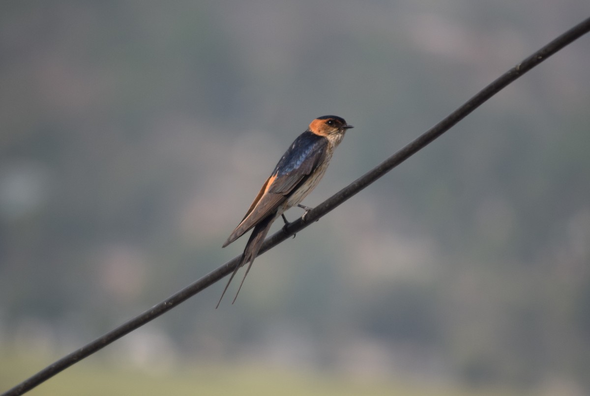 Red-rumped Swallow - ML616671962