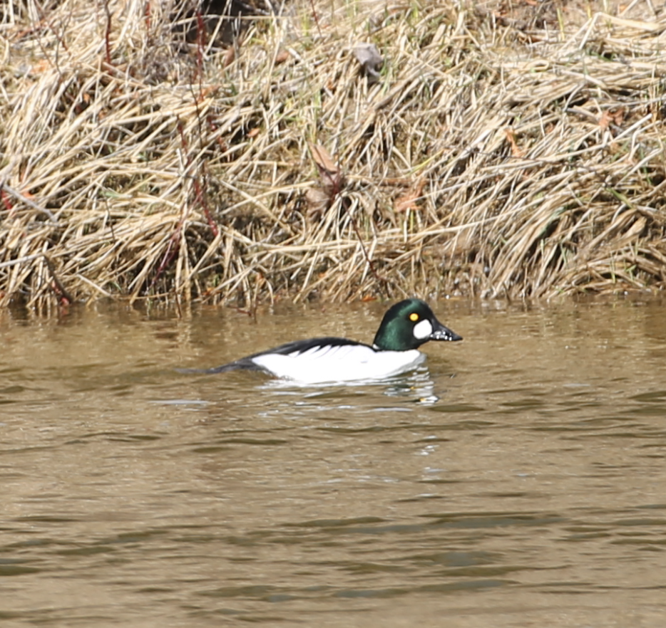 Common Goldeneye - ML616671969