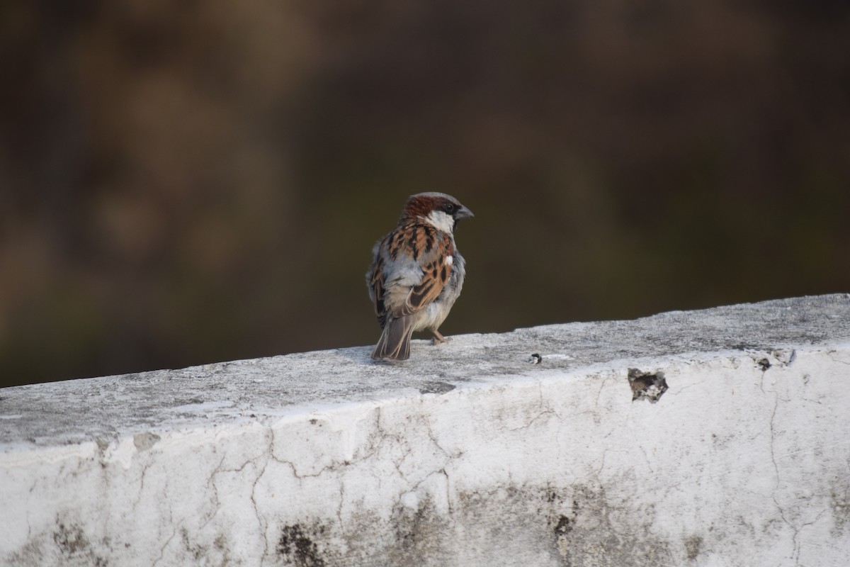 House Sparrow - Rabin Gautam