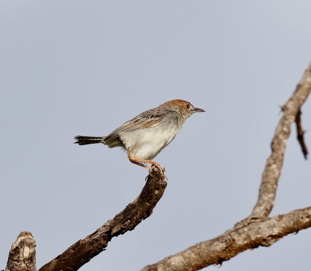 Tiny Cisticola - Jan Hansen