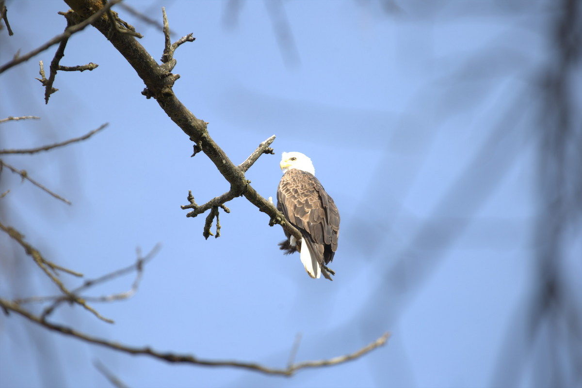 Bald Eagle - ML616672016