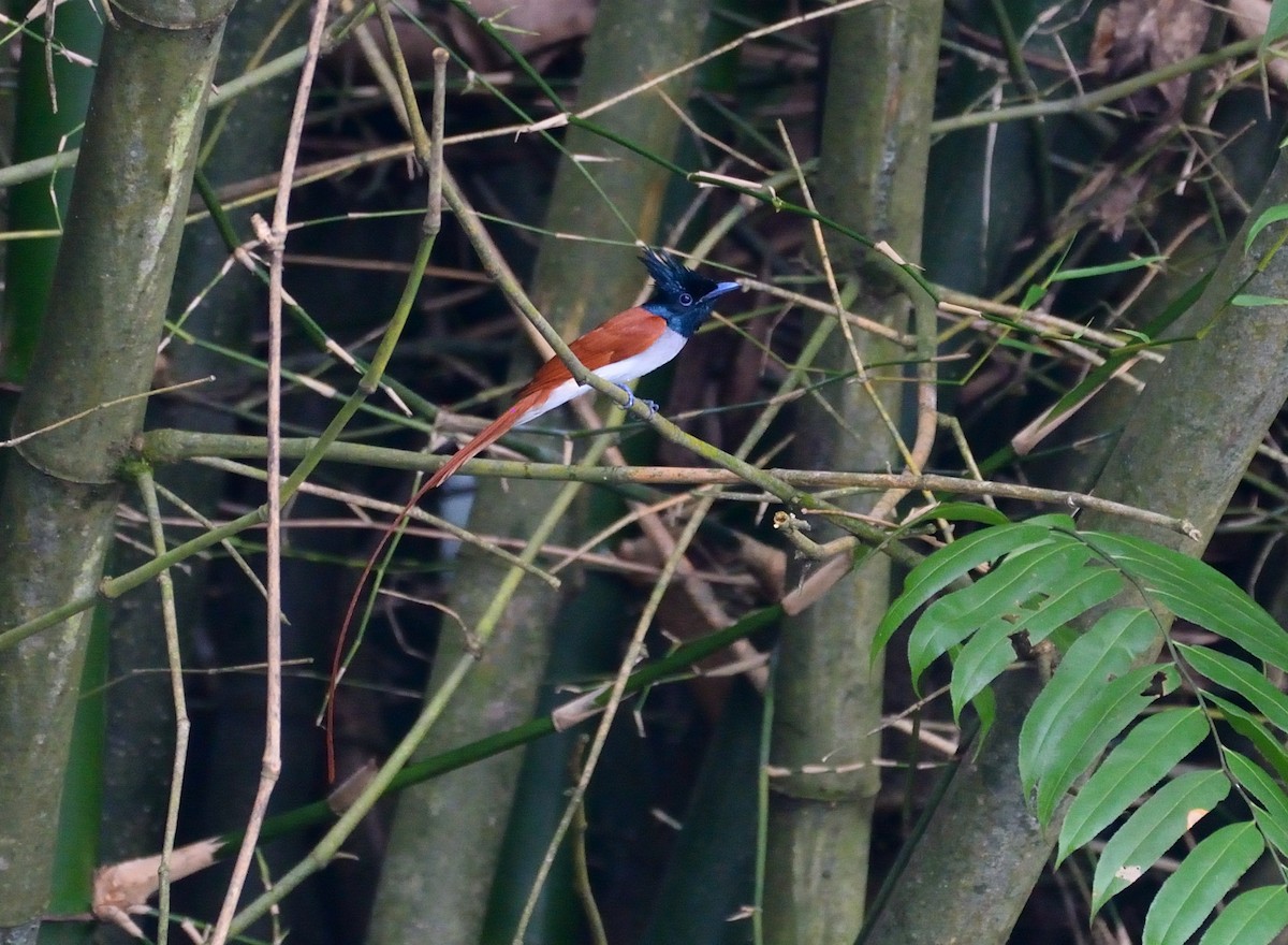 Indian Paradise-Flycatcher - Lor. Jerun Kid