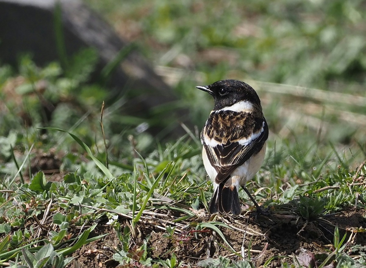 Siberian Stonechat (Caspian) - ML616672048