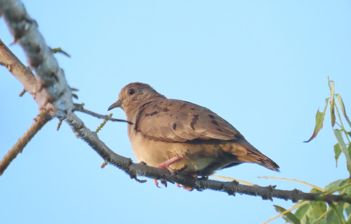 Plain-breasted Ground Dove - Oliver  Komar