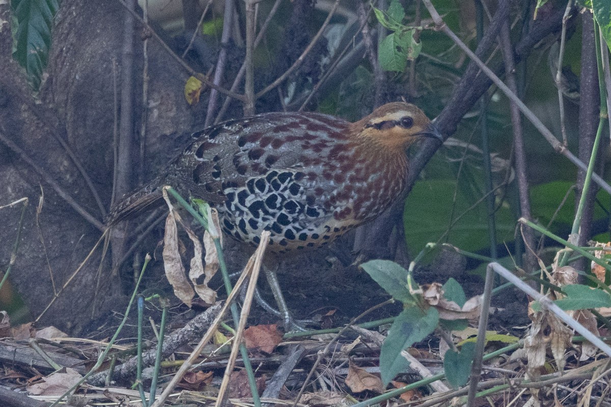 Mountain Bamboo-Partridge - ML616672088