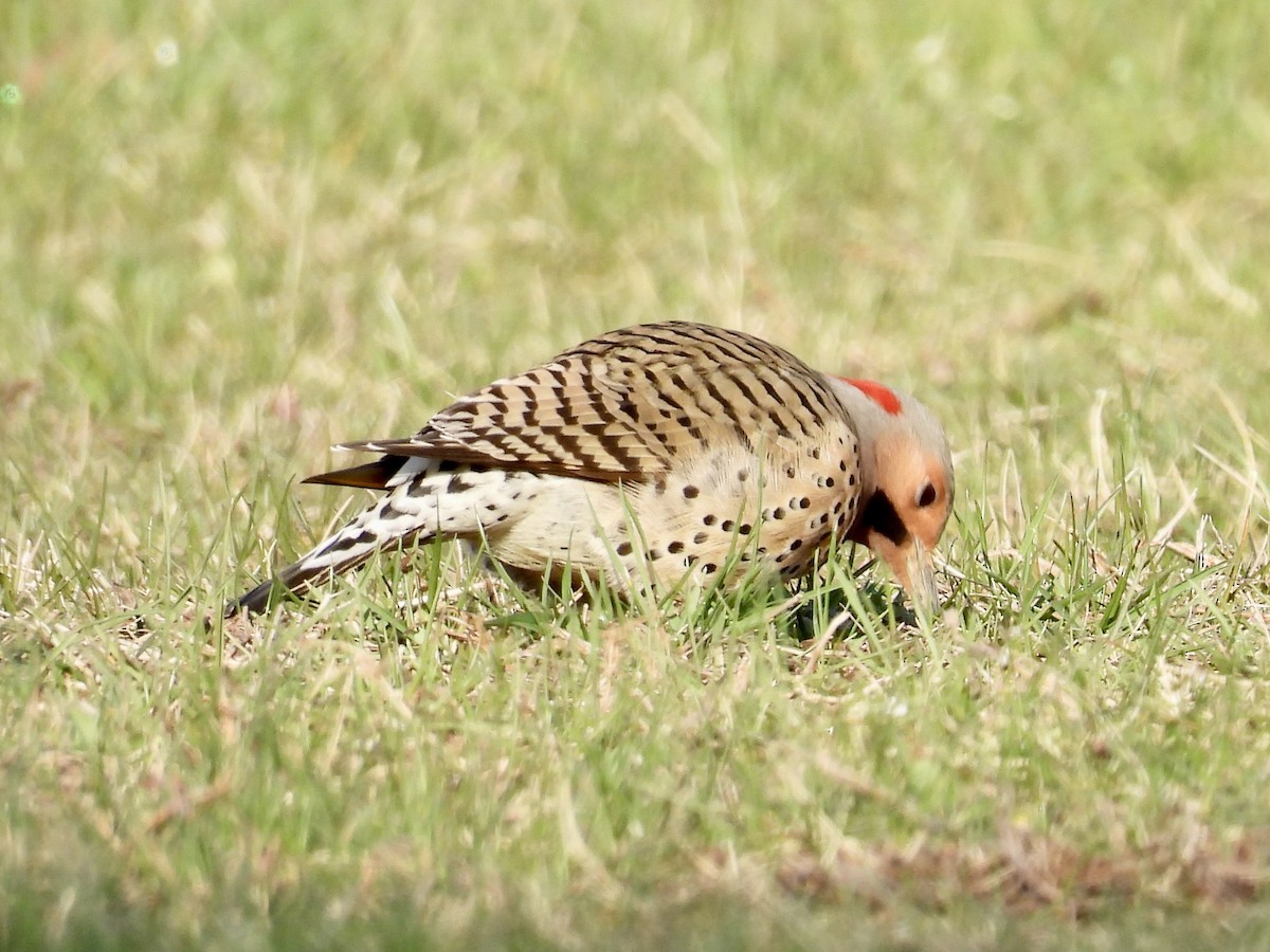 Northern Flicker - Stan Arnold