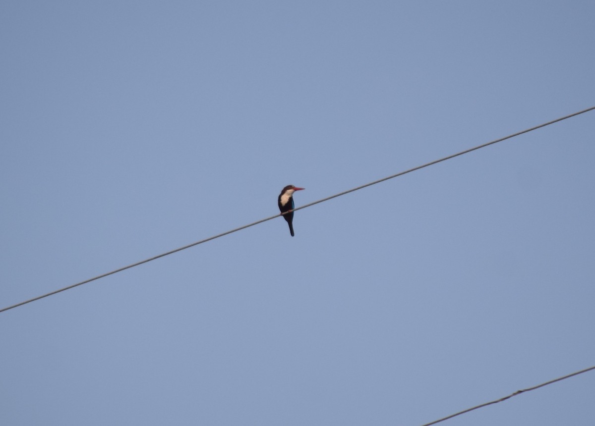 White-throated Kingfisher - Rabin Gautam